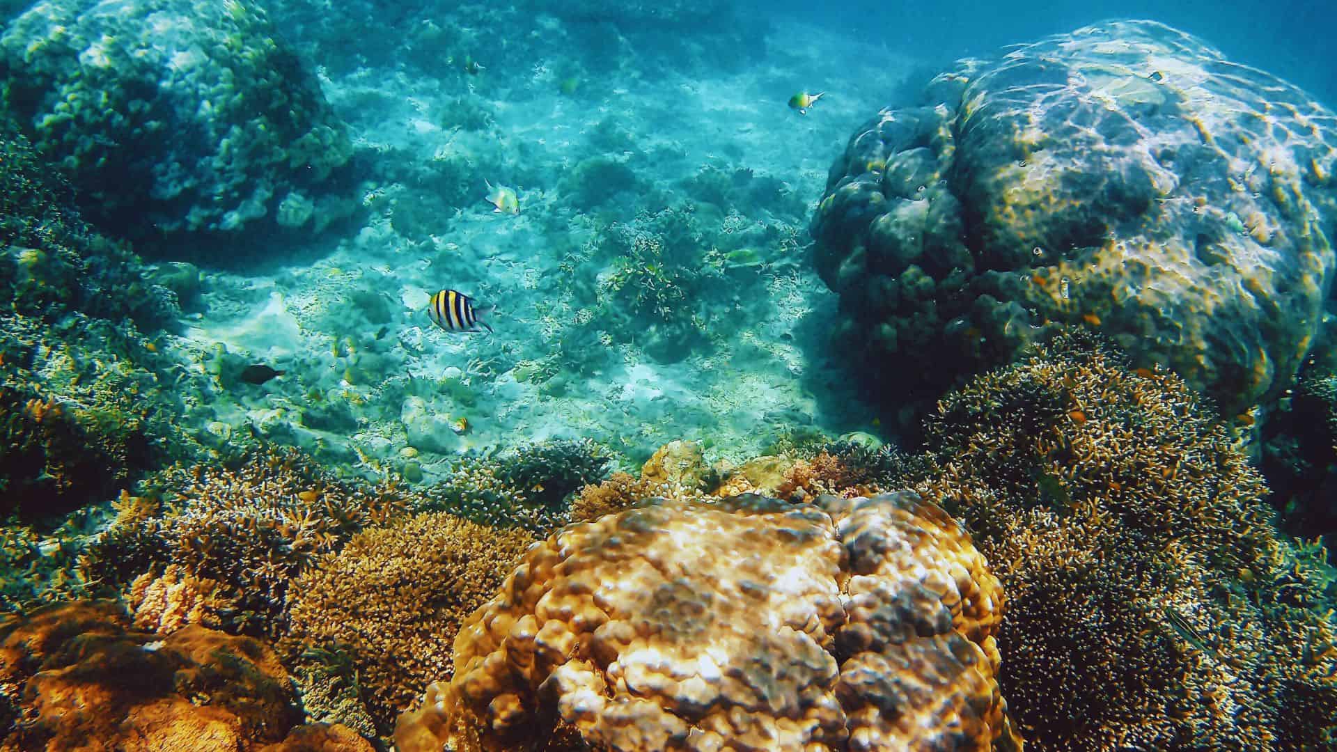 Gili Trawangan diving — turtles, coral reefs and accessible sites with relaxed island vibe